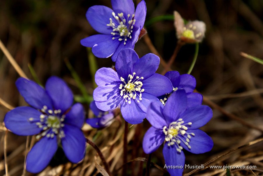 09 Viole.jpg - 09 Viole (Hepatica nobilis)